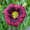 Kansas Kitten 2 - bloomed