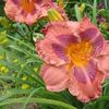 Lilylands Fried Egg - bloomed