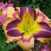 Lone Star Sweetheart 2 - bloomed