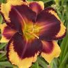 Magnify The Lord 1 - bloomed