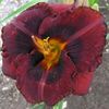Mahogany Magic 2 - bloomed