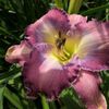 Moments Rich In Blessing 1 - bloomed