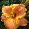 Pumpkin Patch 2