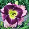 Rock Solid 2 - bloomed