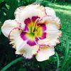 Rodelinda 1 - bloomed