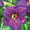 Sleepy Hollow 1 - bloomed