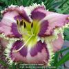 Spinefeld 2 - bloomed and lost
