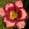 Vintage Velvet 1 - bloomed