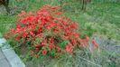 Gutui japonez (Chaenomeles japonica)