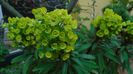 Euphorbia amygdaloides