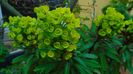 Euphorbia amygdaloides