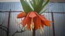 Fritillaria imperialis