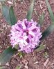 Purple Star:Hyacinthus: violet
