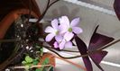 Oxalis mov