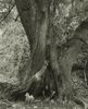 A 600–year–old tree,　&, Machú