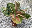 Aglaonema_Cinta_2plante_pot_2_180x
