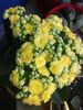 Kalanchoe- Planta Zâmbetului