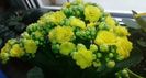 Kalanchoe- Planta Zâmbetului