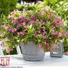 weig-picobella rosea-infloreste din mai-octombrie,creste 60 cm