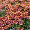 DELOSPERMA_FIRE_SPINNER