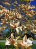 Img.2022.04.18-magnolia
