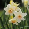 narcissus-bell song