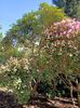 Img.2022.04.18-Rododendron