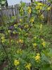 ribes aureum