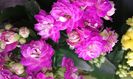 Kalanchoe