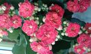Kalanchoe