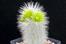 Echinocereus viridiflorus v. canus