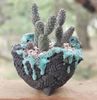 Emilio Martinez - Tephrocactus articulatus inermis