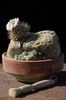 Strombocactus disciformis