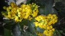 Mahonia japonica