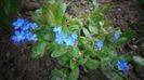 Myosotis alpestris