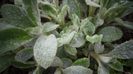 Stachys byzantina