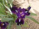 pulsator
