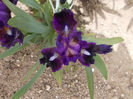 pulsator