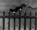 Silly Symphony