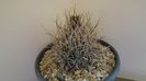 Sclerocactus (Ancistrocactus) scheeri (-12C)