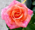 Michel Serrault Rose