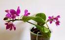 Miki Flora