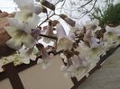 paulownia Fortunei 30.04 Bucu