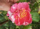 camelia japonica California