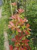 photinia