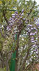 wisteria floribunda