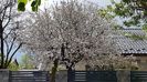 Pomul de peste drum de casa mea!