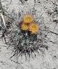 Pediocactus sileri, in situ, Utah