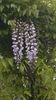 wisteria floribunda