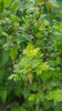 ribes uva crispa(agris)